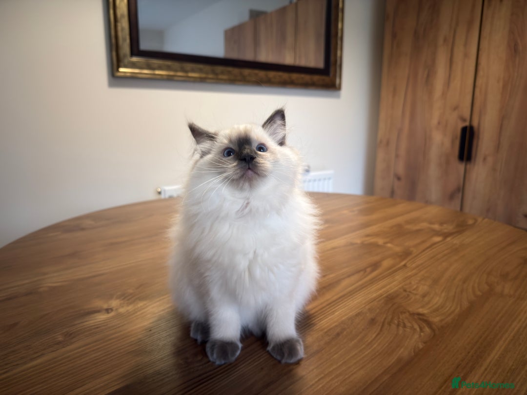 Ragdoll cats for sale: 6 Gorgeous Full Breed Ragdoll Kittens Ready to Go! - Advert 19