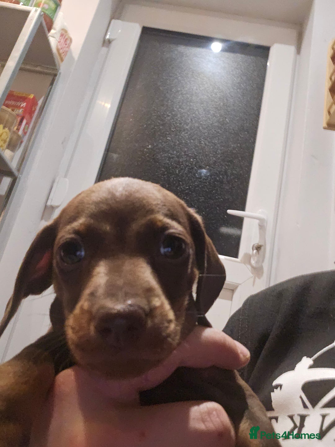 Miniature Dachshund dogs for sale: Miniature Dachshund puppies - Image 6