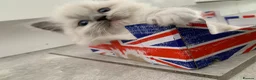 Ragdoll cats for sale: Male/Female Kitten Looking for a Loving  Home in Newport Pagnell - Advert 27