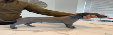 Whippet 1
