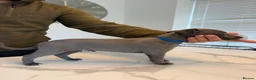 Whippet dogs for sale: KC Whippet Puppies  in Chesterfield - Advert 9