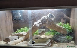 Snake reptiles for sale: African House snake - Image 1