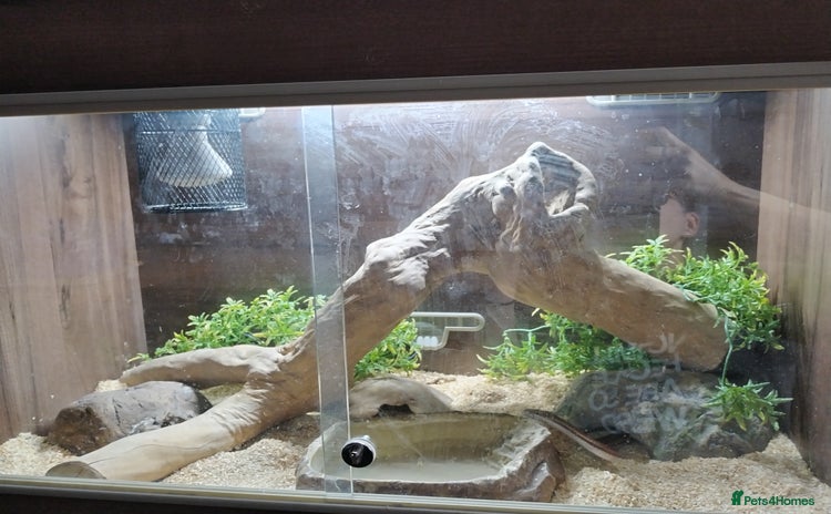 Snake reptiles - Advert 1