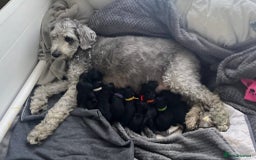 Miniature Poodle dogs for stud: Dark Red Miniature Poodle Stud Package Available in Southampton - Image 27