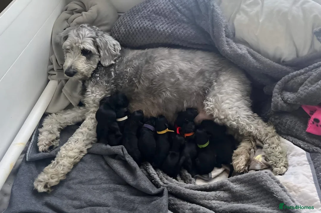 Miniature Poodle dogs for stud: Dark Red Miniature Poodle Stud Package Available in Southampton - Advert 27