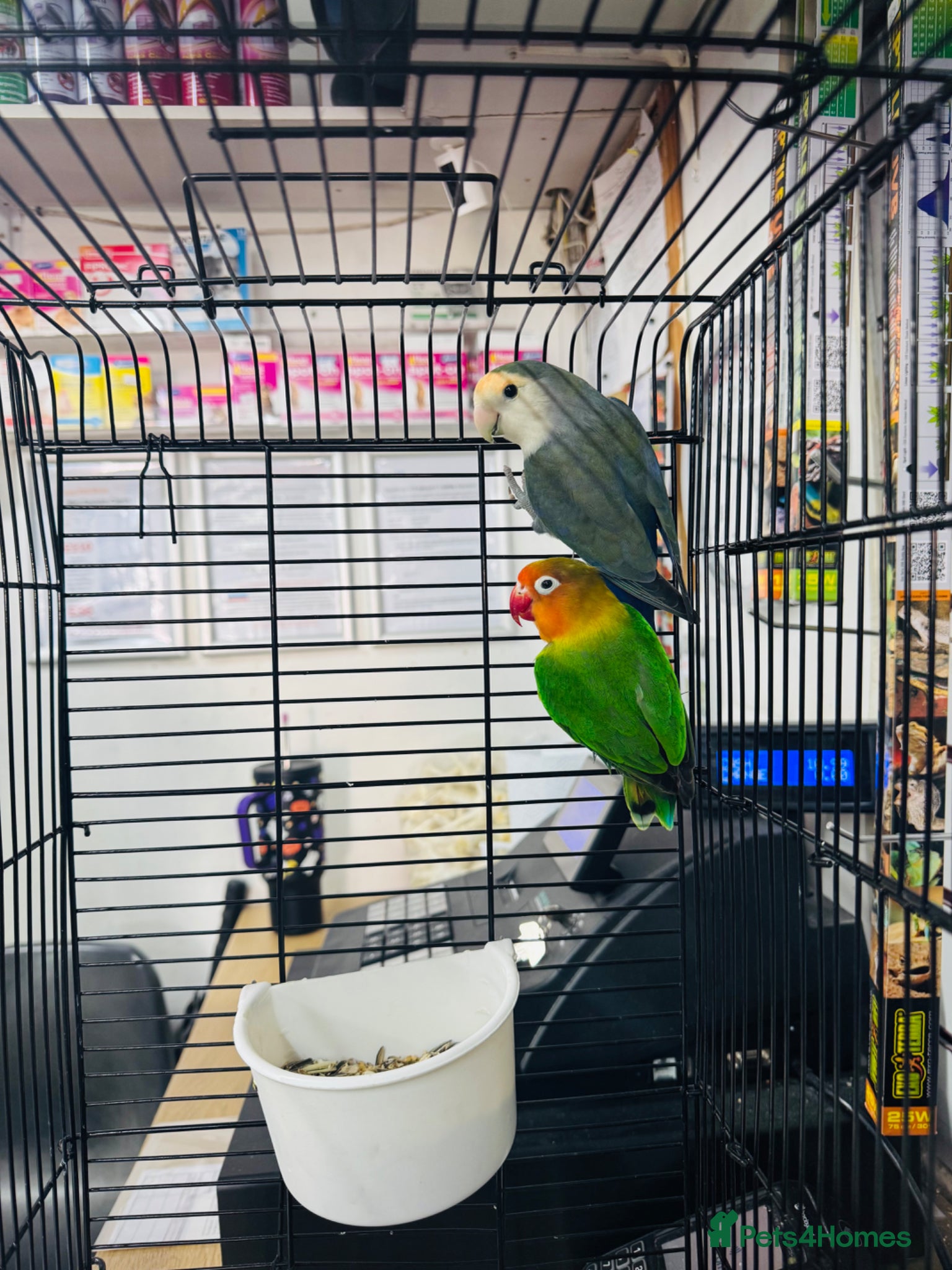 Lovebirds birds Beautiful mixed mutaion pair of lovebirds  - Advert 1