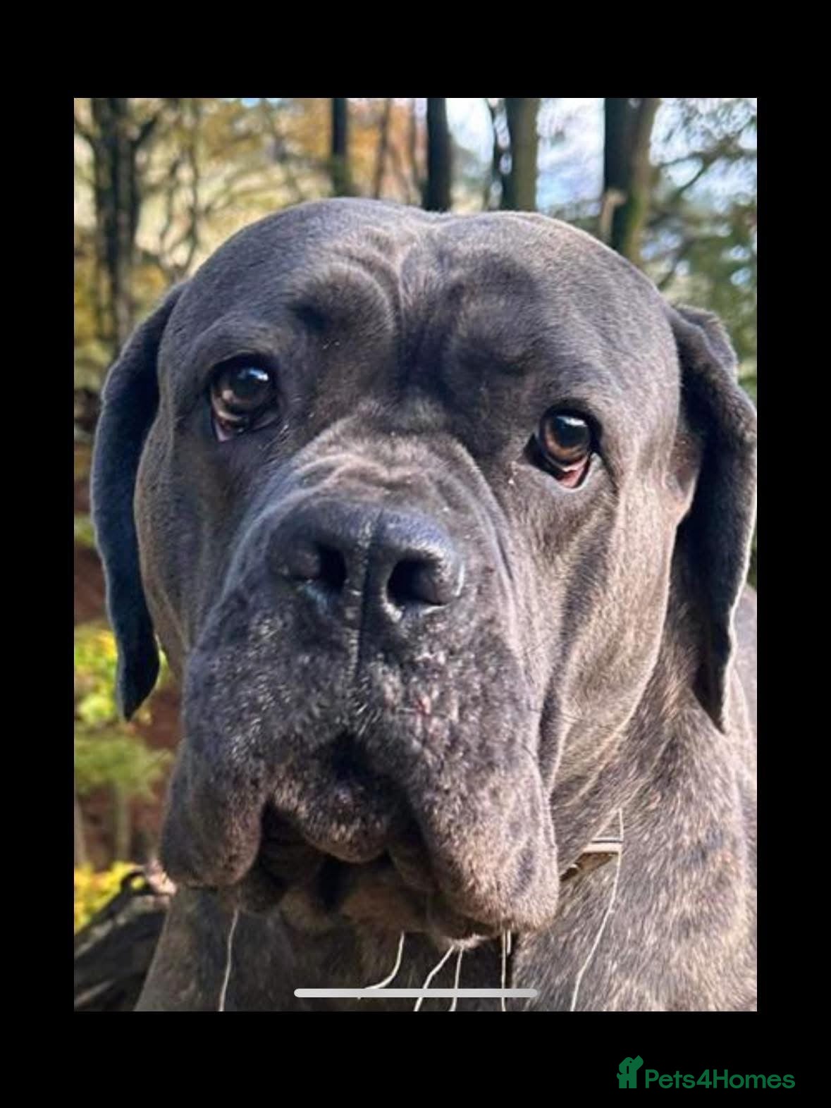 Cane Corso dogs Bella  - Advert 1