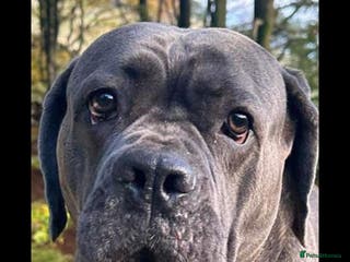 Cane Corso dogs Bella - Advert 1
