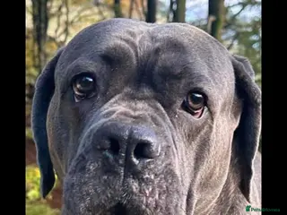 Cane Corso dogs Bella - Advert 6