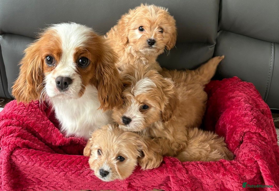 Cavapoo dogs for sale: Beautiful cavapoos ready now - Advert 13