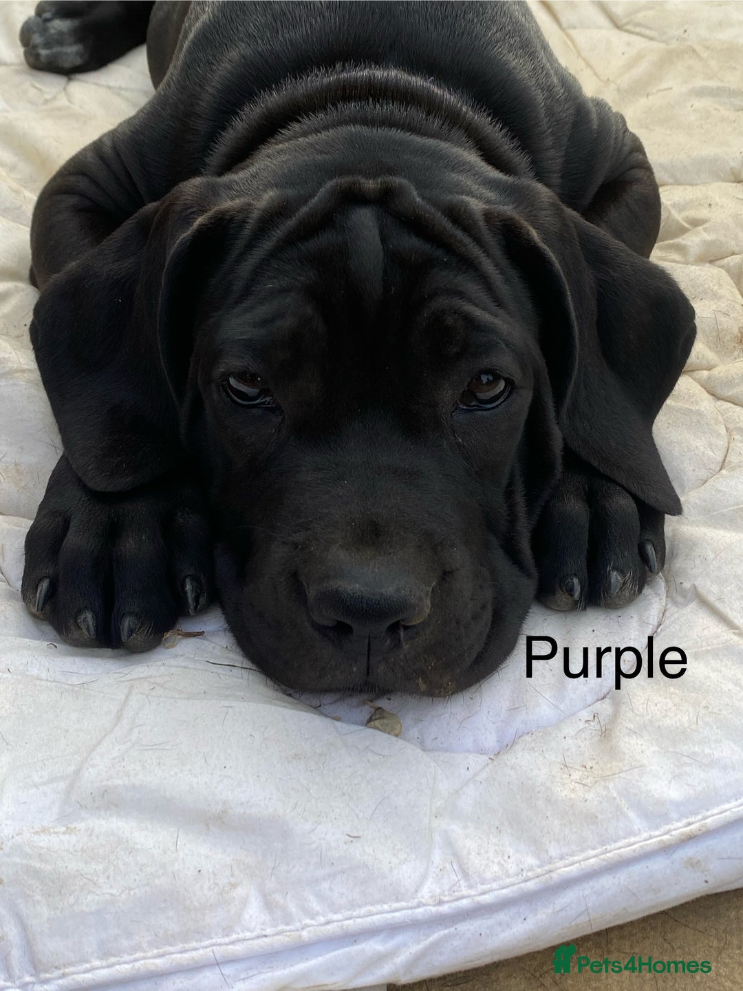 Cane Corso dogs for sale: Big Pure Cane Corso Puppies Ready Now!  - Image 28