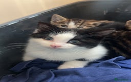 Bengal cats for sale: Bengal X kittens - Image 15