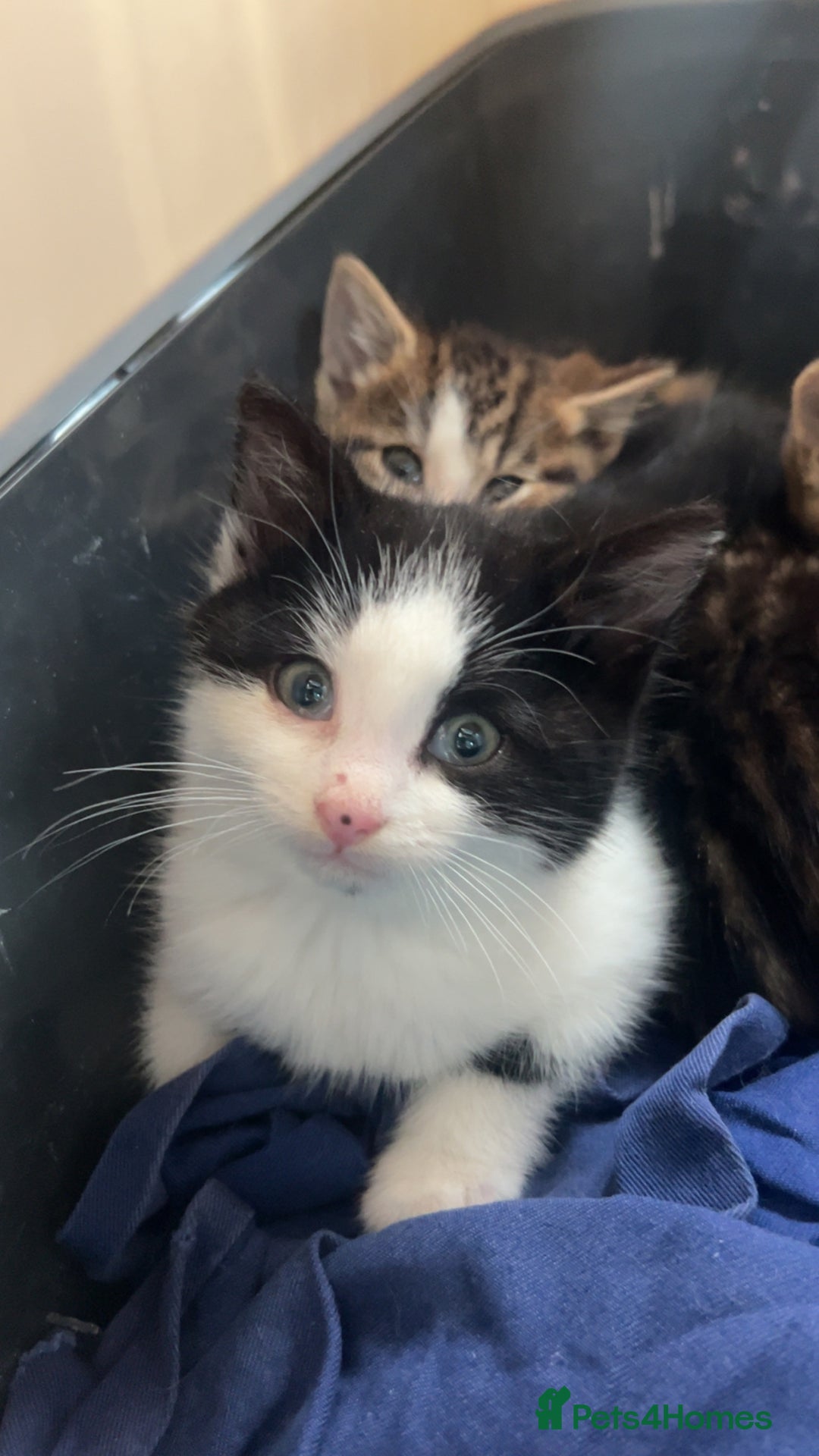 Bengal cats for sale: Bengal X kittens - Image 15