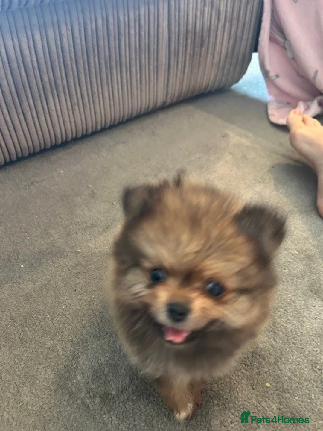 Pomeranian dogs for sale: Tiny Pomeranian Puppies - Advert 12