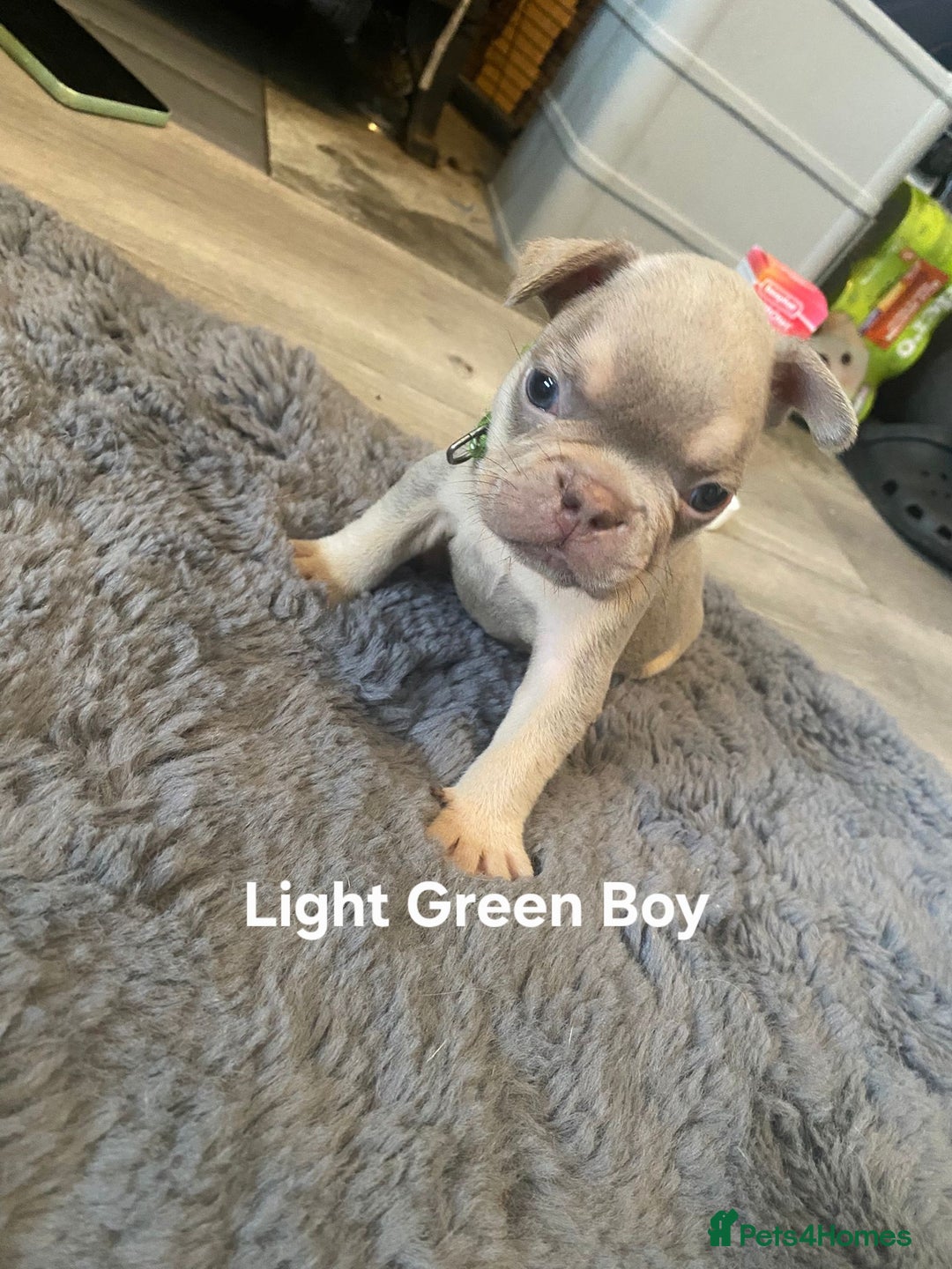 French Bulldog dogs for sale: Beautiful chunky Frenchies - Image 8