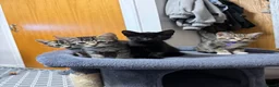 Domestic Shorthair cats for sale: Kittens in Huntly - Advert 8
