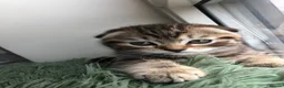 Siberian cats for sale: Stunning kittens for sale! - Advert 12