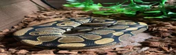 Mixed Breed reptiles for sale: 2 geckos 3 snakes  - Advert 2