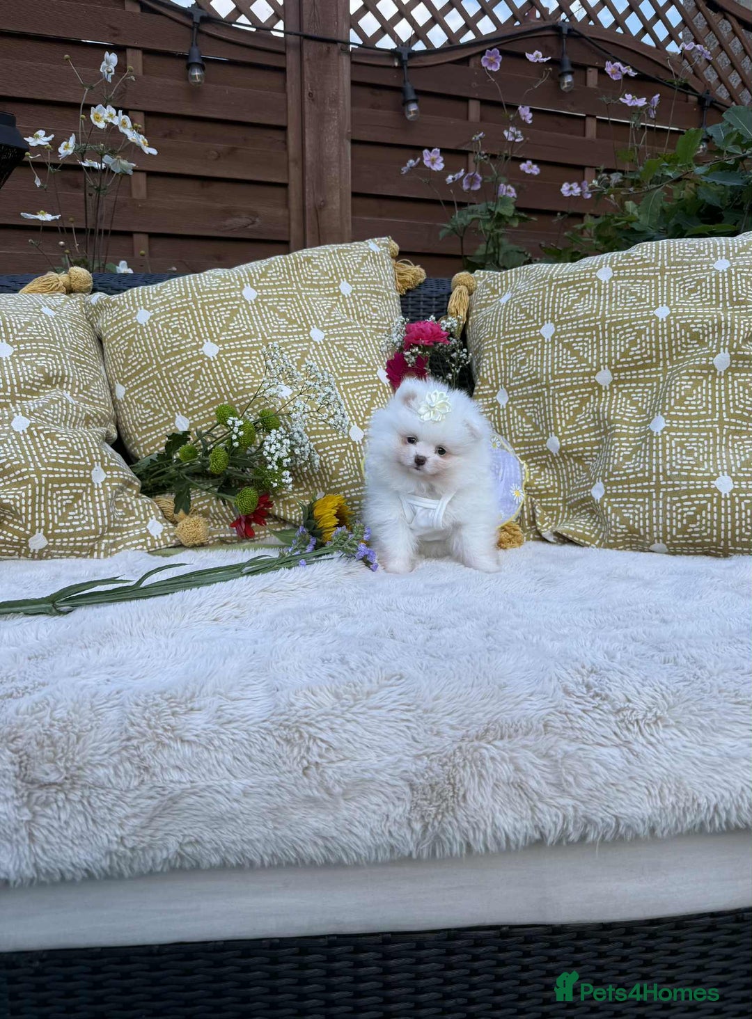 Pomeranian dogs for sale: KC White Pomeranian polar bears 🐻‍❄️  - Image 16