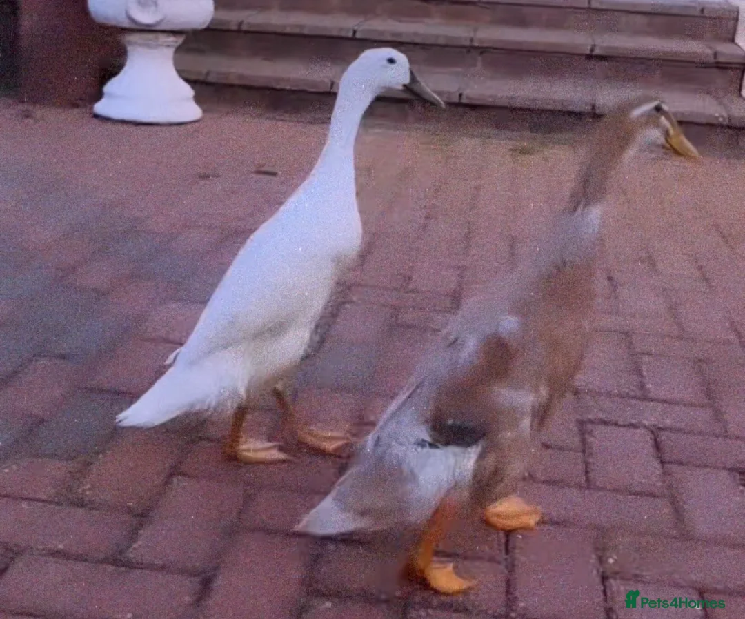 Ducks poultry for sale: Runner ducks  in St Albans - Advert 3