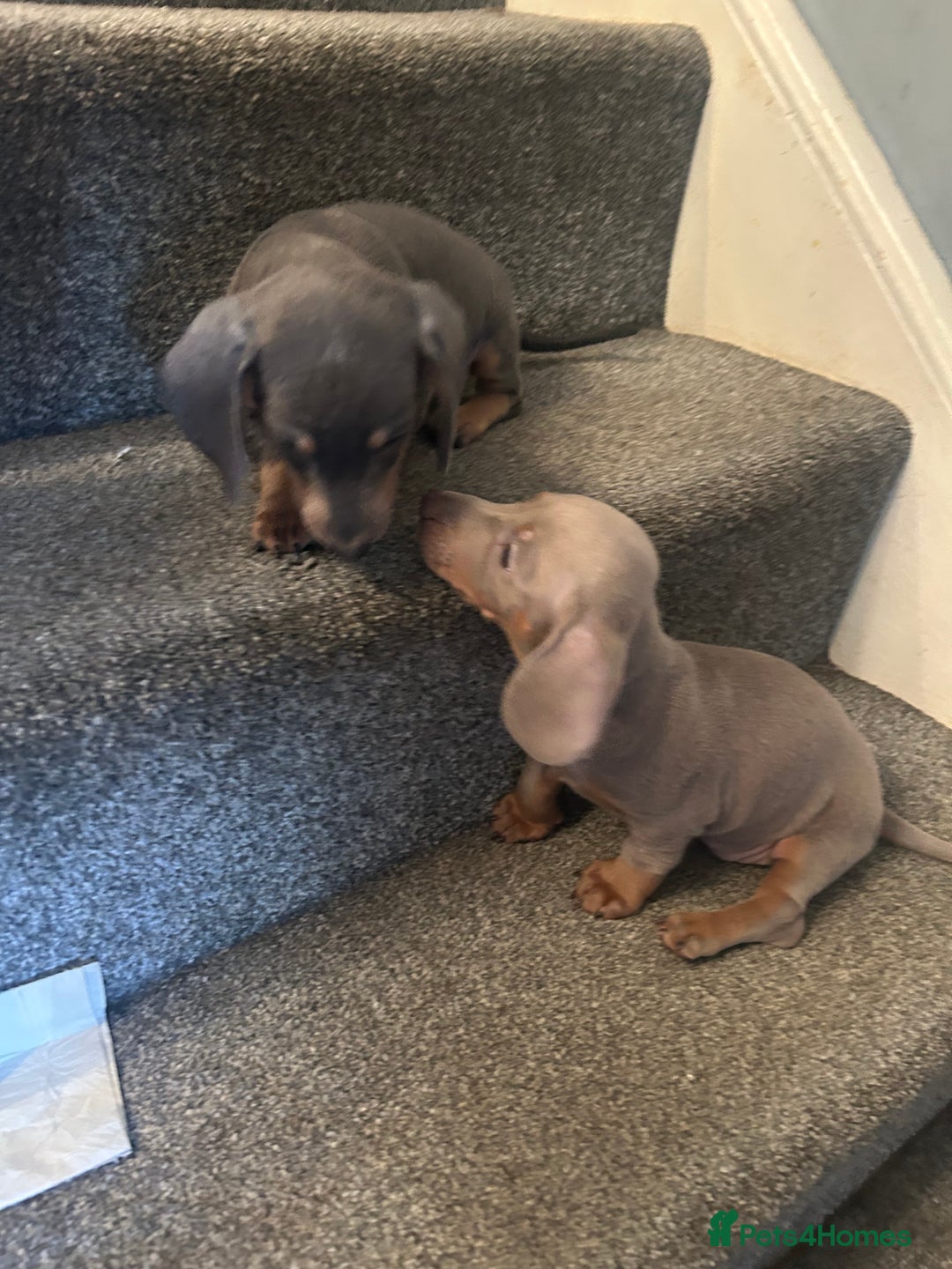Miniature Dachshund dogs for sale:  Beautiful cute Miniatures dachshund  in Liverpool - Image 23
