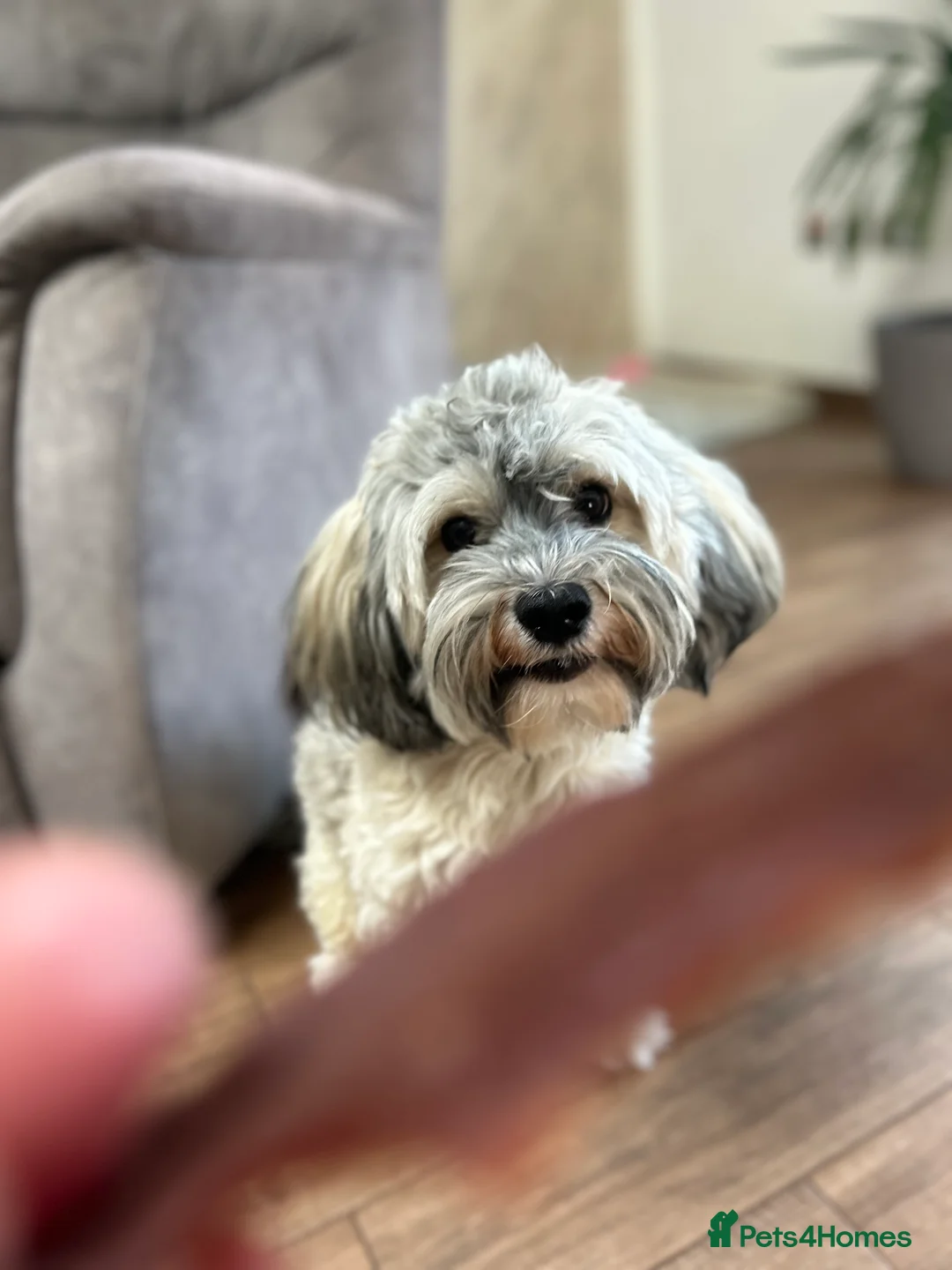 Havanese dogs for stud: Havanese for stud in Feltham - Advert 7
