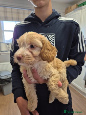 Cockapoo Scotland Cockapoo puppies for sale in Scotland | Pets4Homes