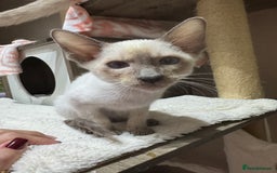 Siamese cats for sale: 3 affectionate Siamese kittens available  - Image 8