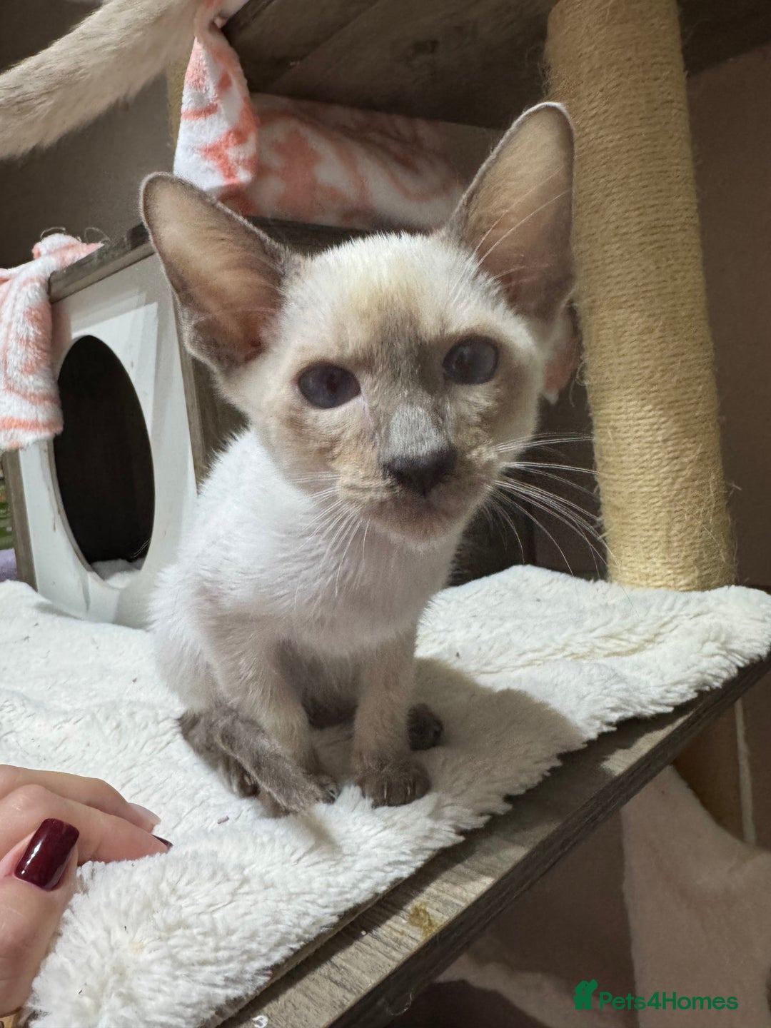 Siamese cats for sale: 3 affectionate Siamese kittens available  - Image 8