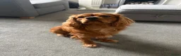 Cavalier King Charles Spaniel dogs for sale: 9 month old King Charles - Advert 1