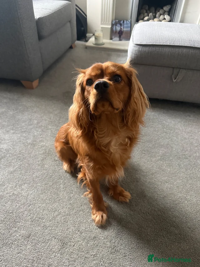 9 month old King Charles for sale in Stoke-on-Trent | Pets4Homes