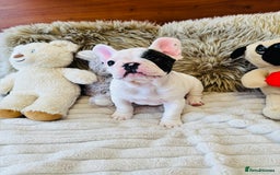 French Bulldog dogs for sale: 🏆KC registered, Standard French Bulldog Puppies🏆 - Image 7