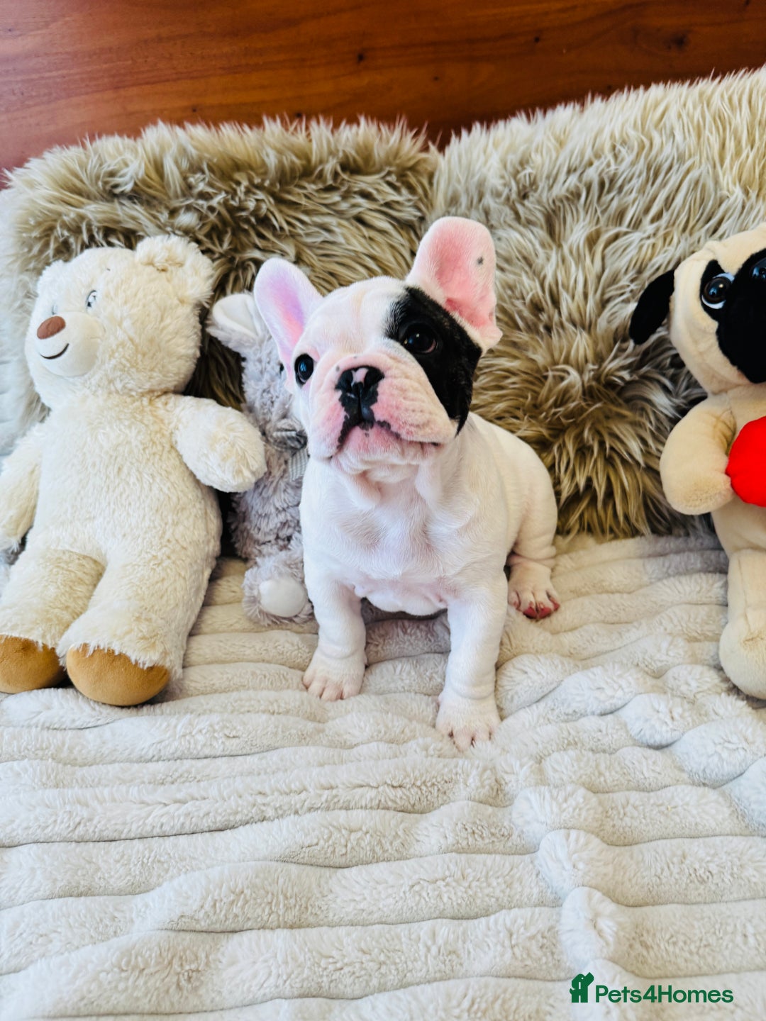 French Bulldog dogs for sale: 🏆KC registered, Standard French Bulldog Puppies🏆 - Image 7