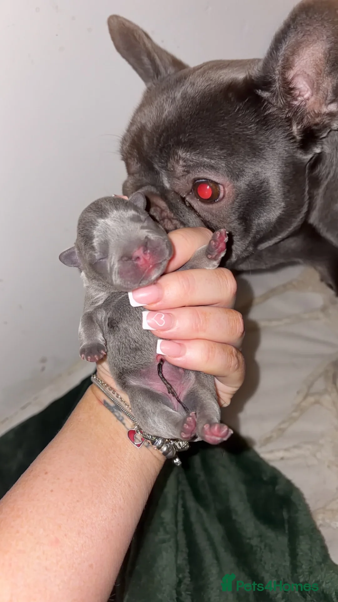 French Bulldog dogs for sale: Family raised French bulldog puppies  - Advert 7