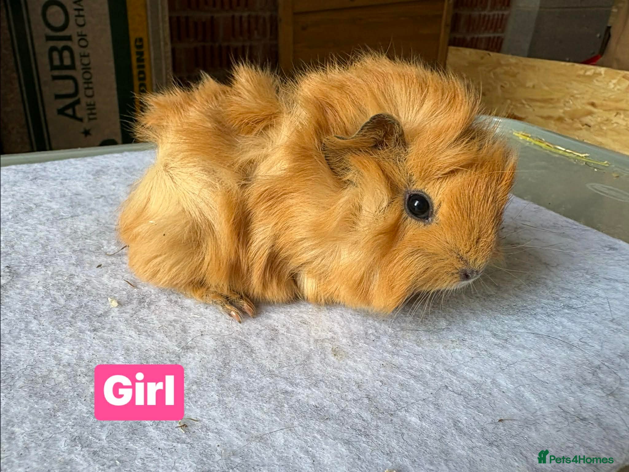 Guinea Pig rodents Guinea pigs available  - Advert 18