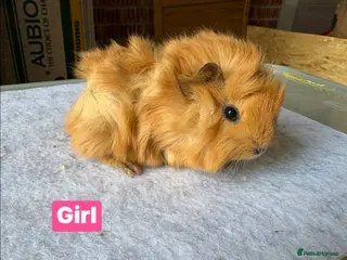Guinea Pig rodents Guinea pigs available - Advert 18