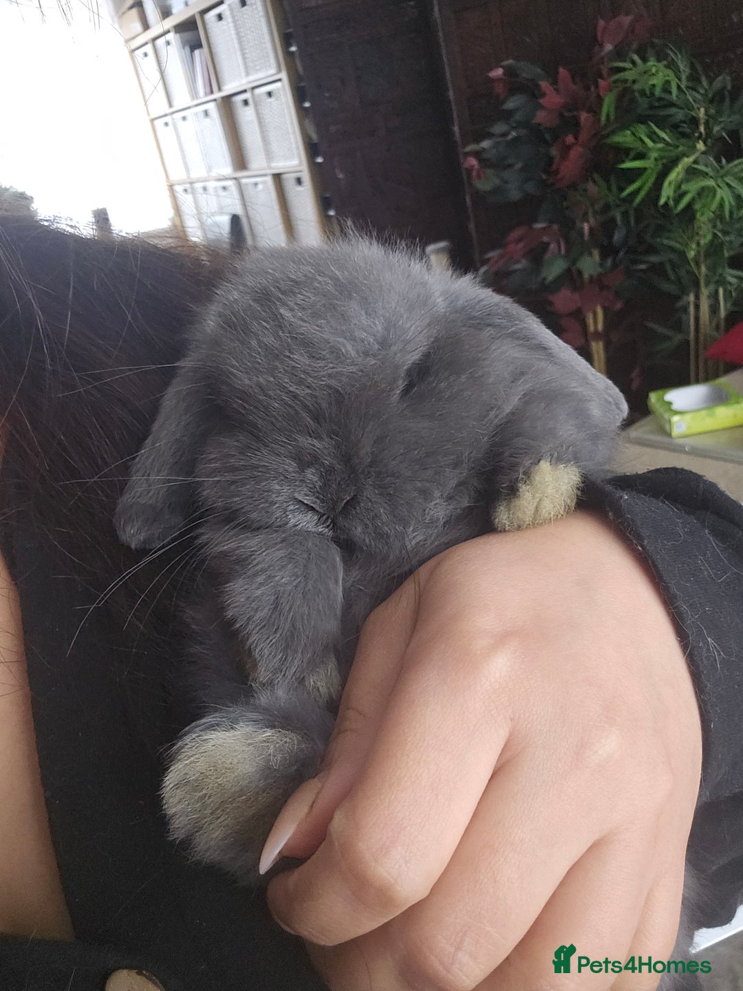 Mini Lop rabbits for sale: 2 Beautiful Mini Lop Baby Does  - Advert 2