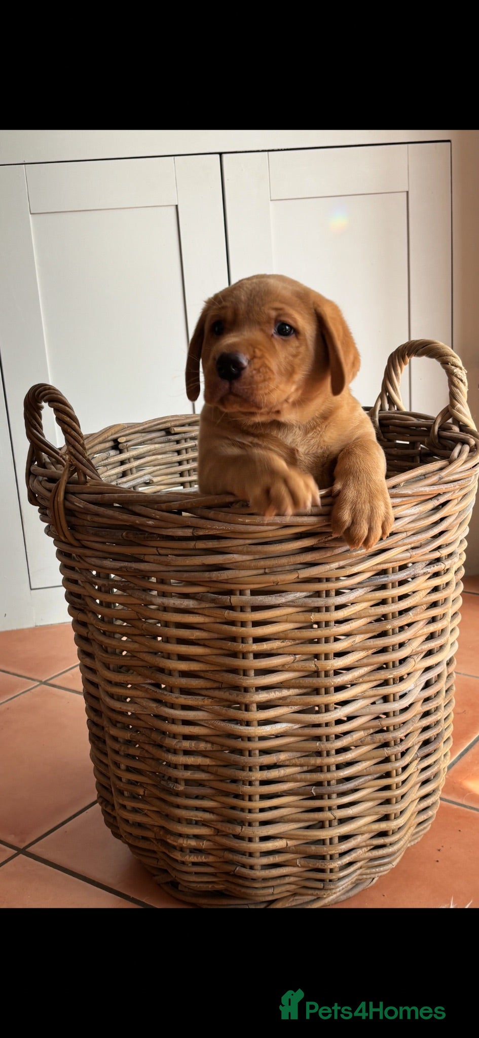 Labrador Retriever dogs Gorgeous Labrador boy pup looking for forever  - Advert 1