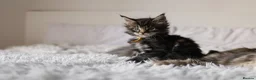 Maine Coon cats for sale: 3 Beautiful Russian import Maine coon kittens TICA - Advert 12