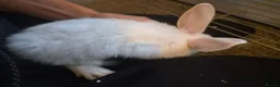 Rex rabbits for sale: Baby Rex rabbits  - Advert 8