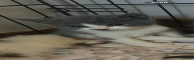 Rosie