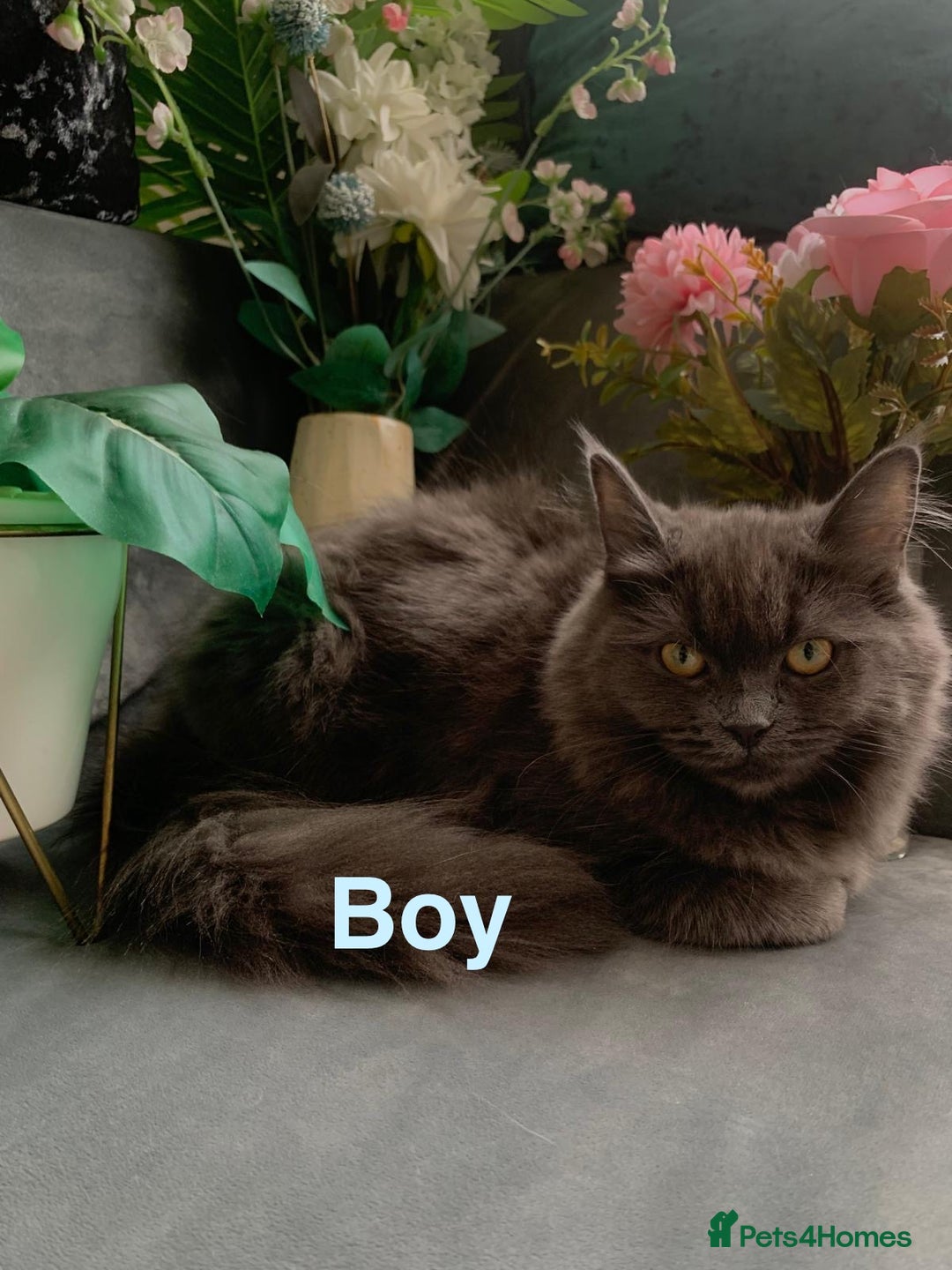 Ragdoll cats for sale: Pure Ragdoll kitten - Image 5