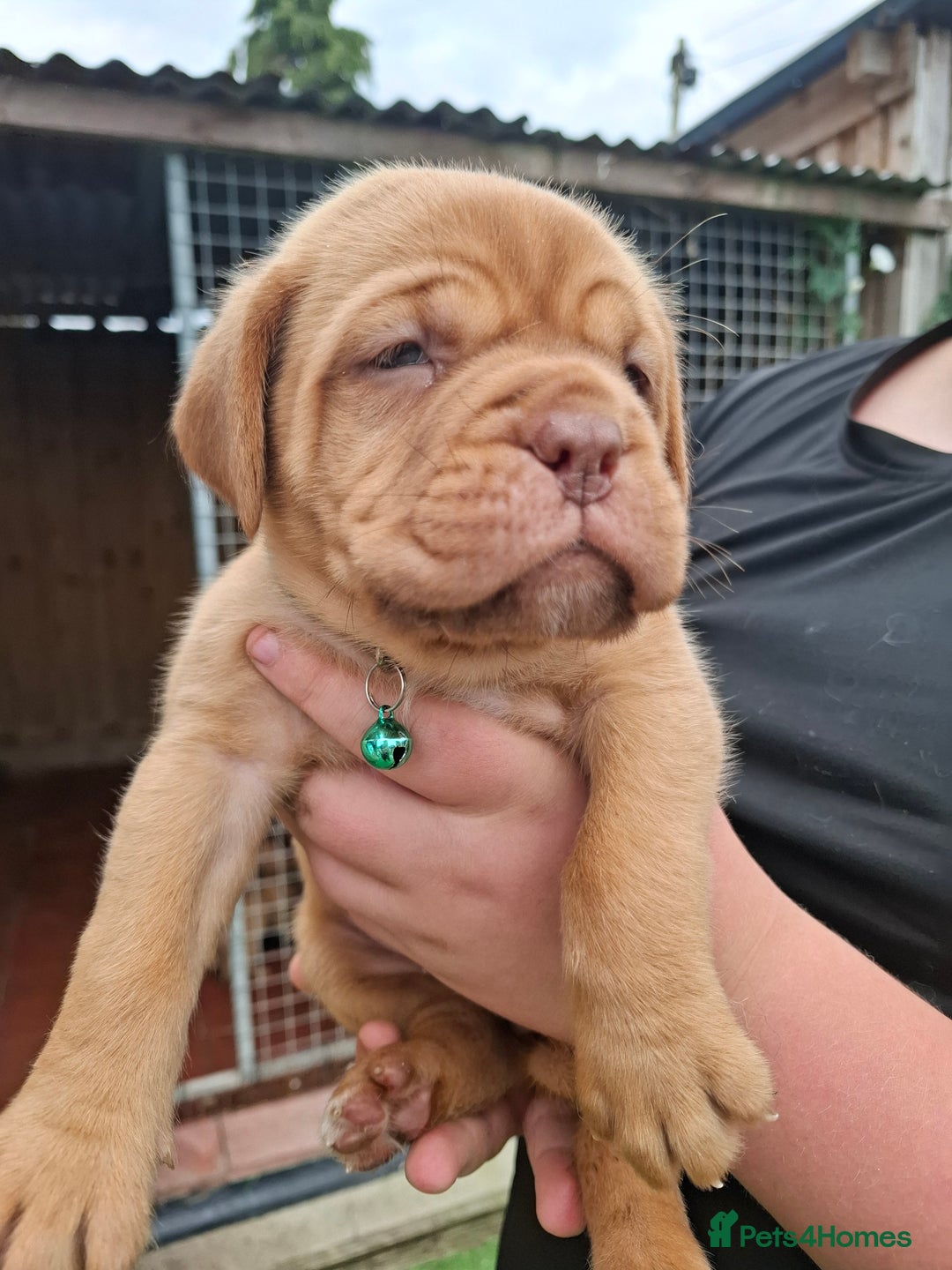 Dogue De Bordeaux dogs for sale: Dogue de Bordeaux pups  - Image 5