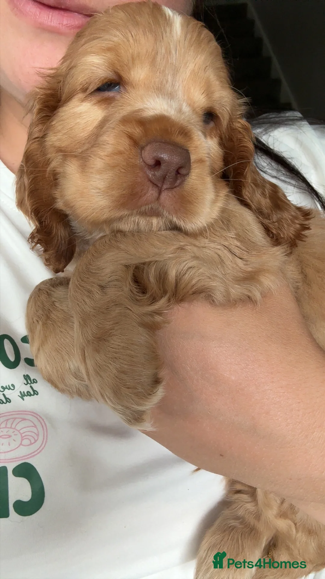 Cocker Spaniel dogs for sale: Gorgeous Golden Show-Type Cocker Spaniel Ready Now - Advert 1