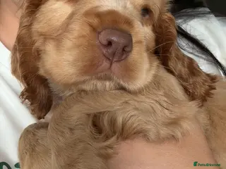 Cocker Spaniel dogs Gorgeous Golden Show-Type Cocker Spaniel Ready Now - Advert 16