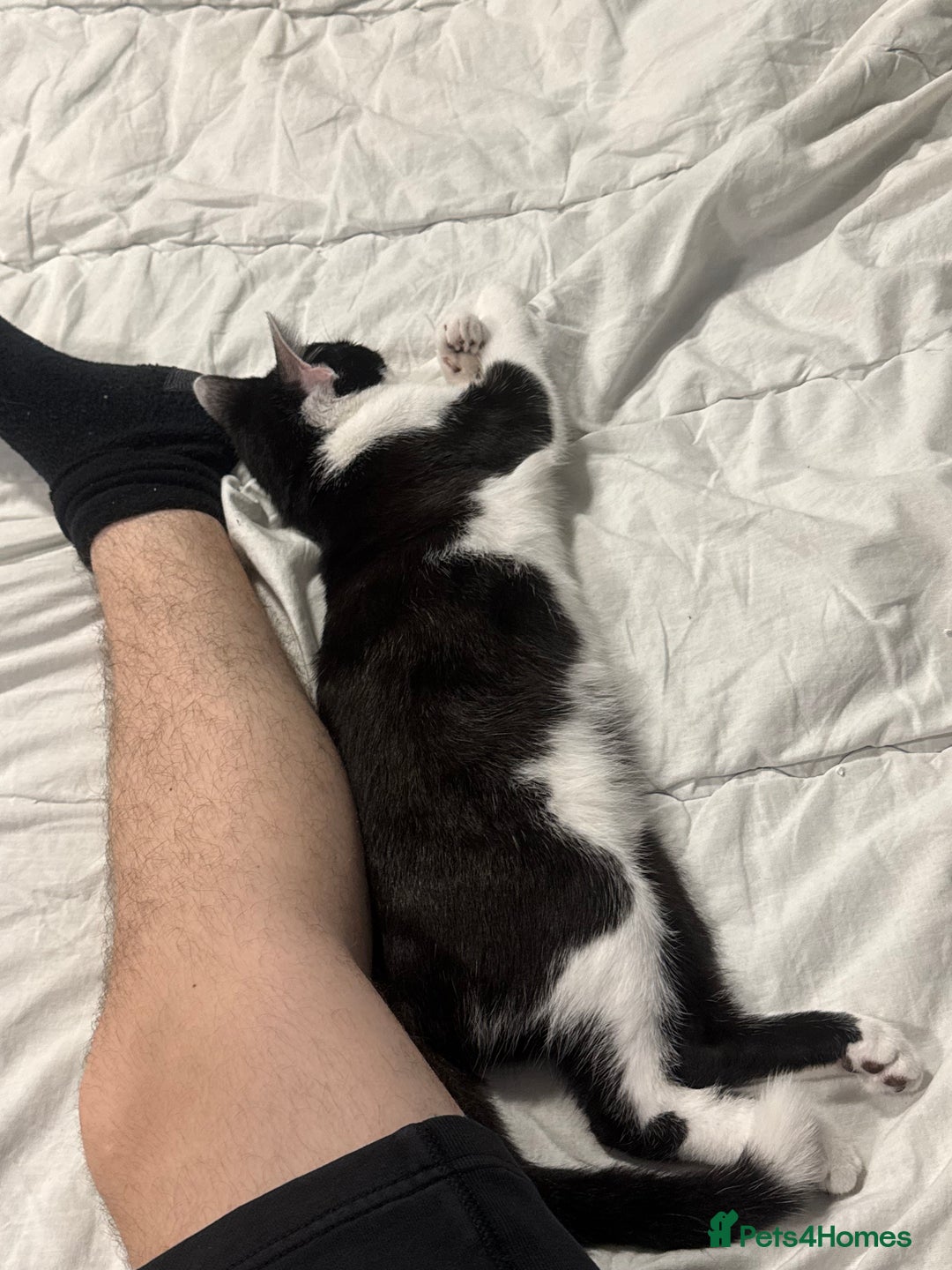 Domestic Shorthair cats for sale: Normal cat (omelet  - Image 2