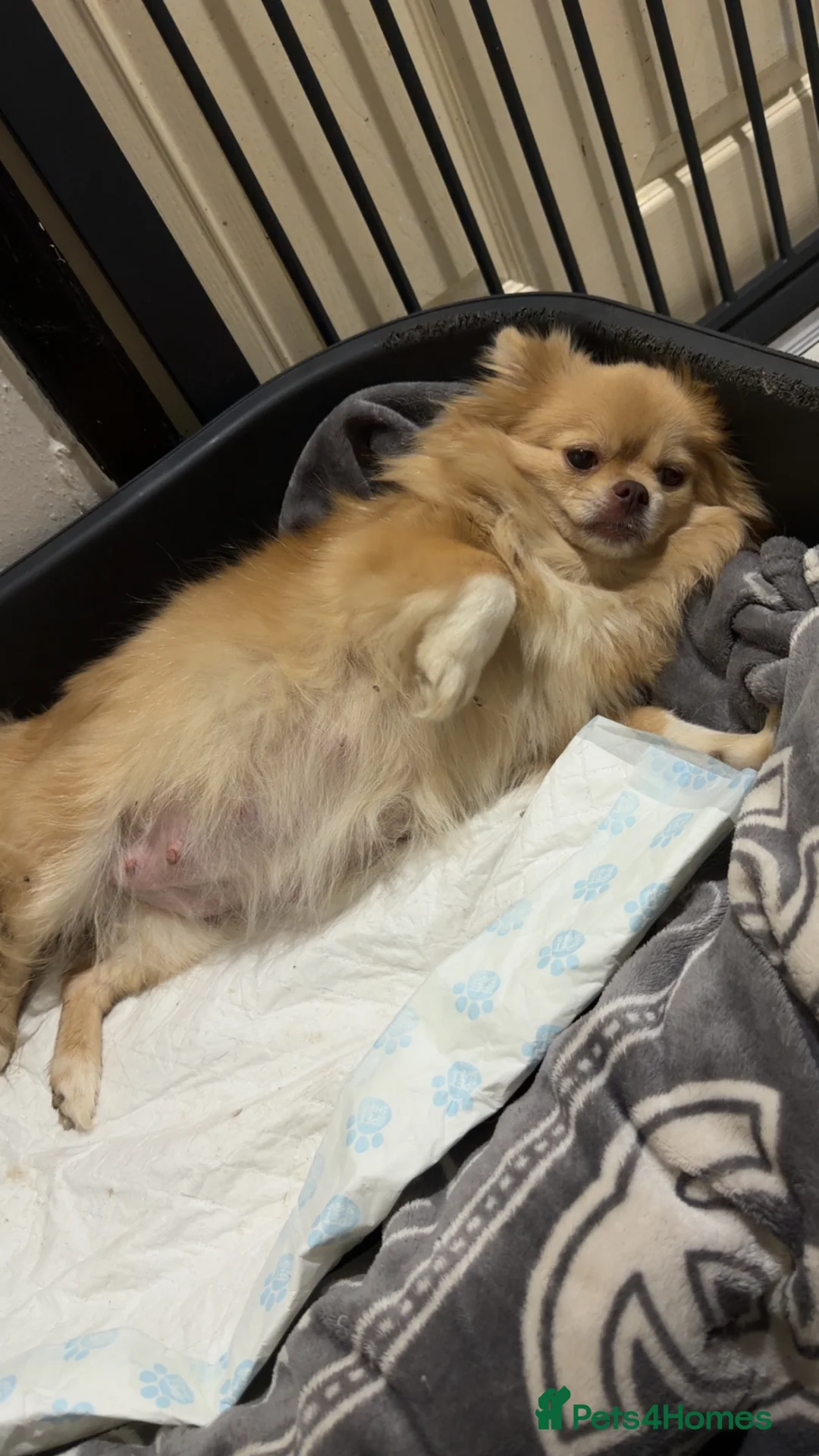 Pomeranian dogs for sale: 5 Pom Girls🩷 in Leek - Advert 1