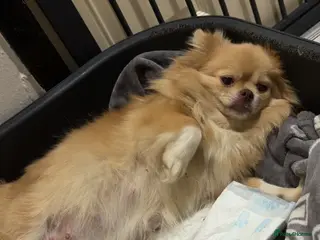 Pomeranian dogs 5 Pom Girls🩷 - Advert 16