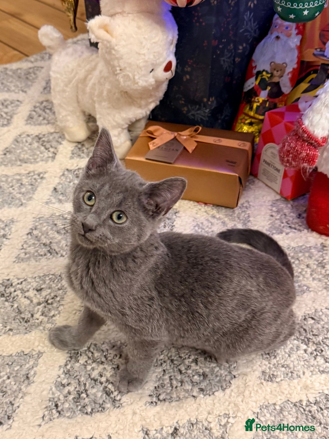 Russian Blue cats for sale: Pure Russian Blue Boy❄️ - Advert 2