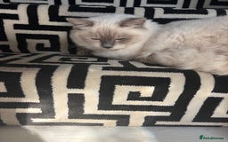 Ragdoll cats for sale: Homebred pure blue point Ragdoll  - Image 2